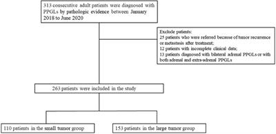 Clinical differences between small and large pheochromocytomas and paragangliomas